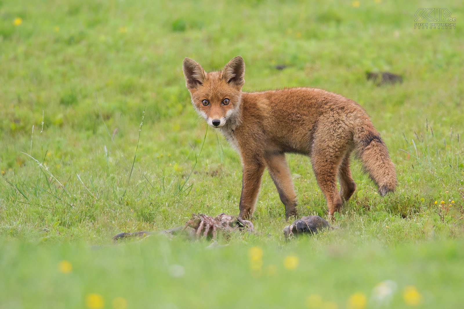 Oostvaardersplassen - Jonge vos bij karkas De Oostvaardersplassen in Flevoland is het grootste nationale park in Nederland. Het is een groot moerasgebied met rietvlaktes, ruige graslanden en waterplassen waar duizenden vogels zoals ganzen, lepelaars, aalscholvers, reigers, ... vertoeven. 25 jaar geleden werden er ook edelherten, heckrunderen en konik paarden uitgezet en dit park is dan een zeer goed voorbeeld van de wildernisvisie. Nu leven er ongeveer 1100 wilde paarden, bijna 3300 edelherten, 40 heckrunderen, een 50-tal reeën en een gezonde populatie van vossen die ook overdag actief zijn. Slechts een klein gedeelte van het park is open voor wandelaars maar af en toe kan je er ook op safari. Tijdens onze safari kwamen we een jonge schattige vos (Vulpes vulpes) tegen die een kijkje kwam nemen aan een oud karkas van een hert. Stefan Cruysberghs